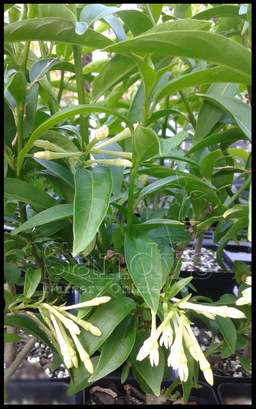 Fragrant Jasmine Night Blooming Starter Plants - Set of 2 White Flower Shrubs for Garden, Patio & Landscaping | Perfect for Outdoor Decor & Aromatherapy