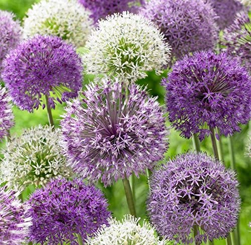 50 Allium Purple Blend Bulbs - 4-6 Inch Flower Diameter - Perfect for Garden Borders, Cut Flower Arrangements & Pollinator Gardens