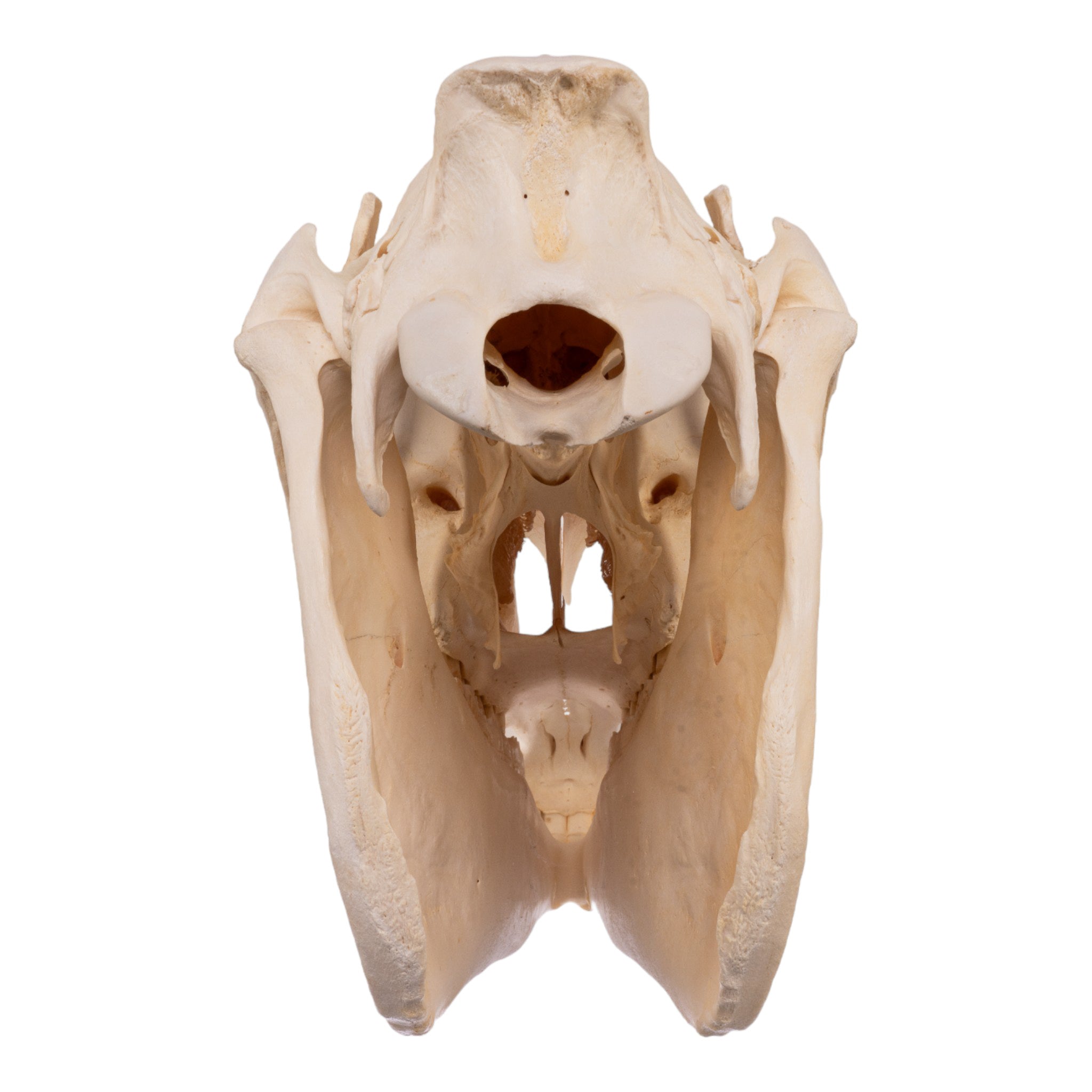 Real Horse Skull - Authentic Animal Bone Specimen for Taxidermy, Gothic Decor, and Educational Use | Perfect for Halloween, Oddity Collectors, and Science Classrooms