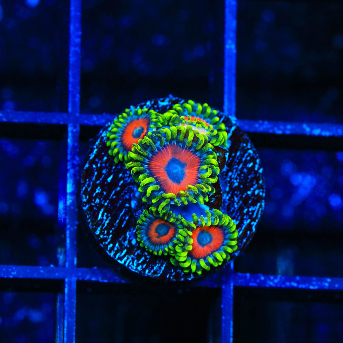 Premium ECC Eagle Eye Zoanthids Coral for Saltwater Aquariums - Vibrant Colors & Easy Care for Reef Tanks