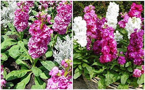 Brompton Common Hoary Stock Dwarf Mix Seeds (Matthiola Incana) - Non-GMO Annual Flower Seeds for Gardens, Borders & Containers
