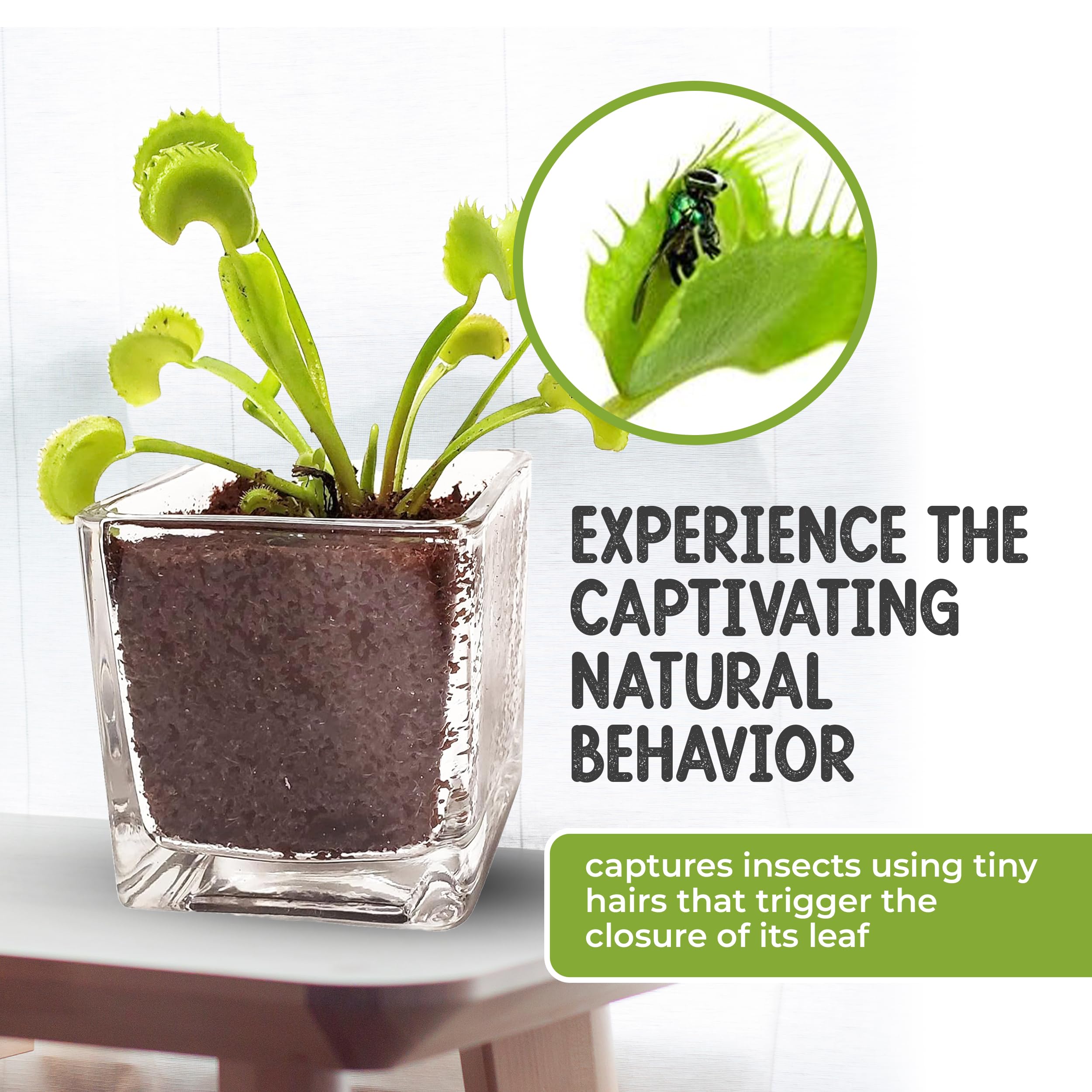 Live Venus Flytrap Plant Kit in 2.5