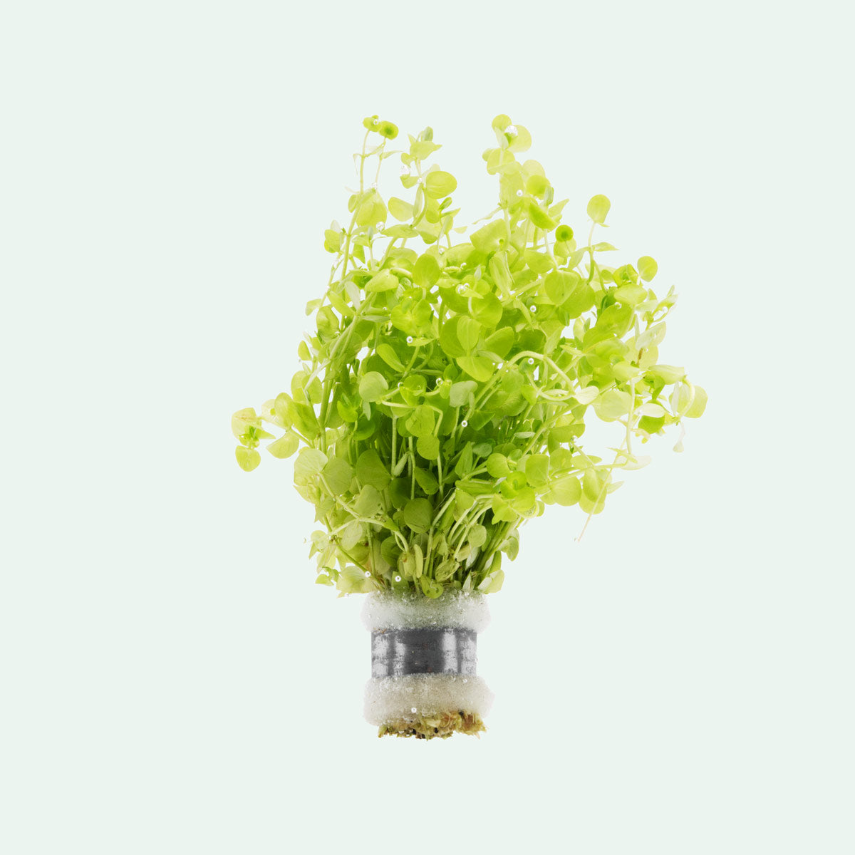 Micranthemum Umbrosum - Live Aquatic Plant for Freshwater Aquariums | Perfect for Aquascaping, Shrimp Tanks & Nano Tanks