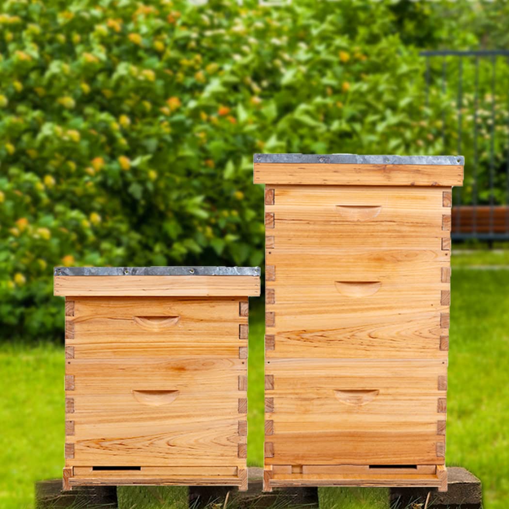 POLLIBEE 8 Frame Beehive Starter Kit - Unassembled Langstroth Bee Hive with 1 Deep & 1 Medium Box, Beeswax Coated Frames & Foundation - Complete Beekeeping Supplies for Beginners | Perfect for Backyard Honey Production & Pollination