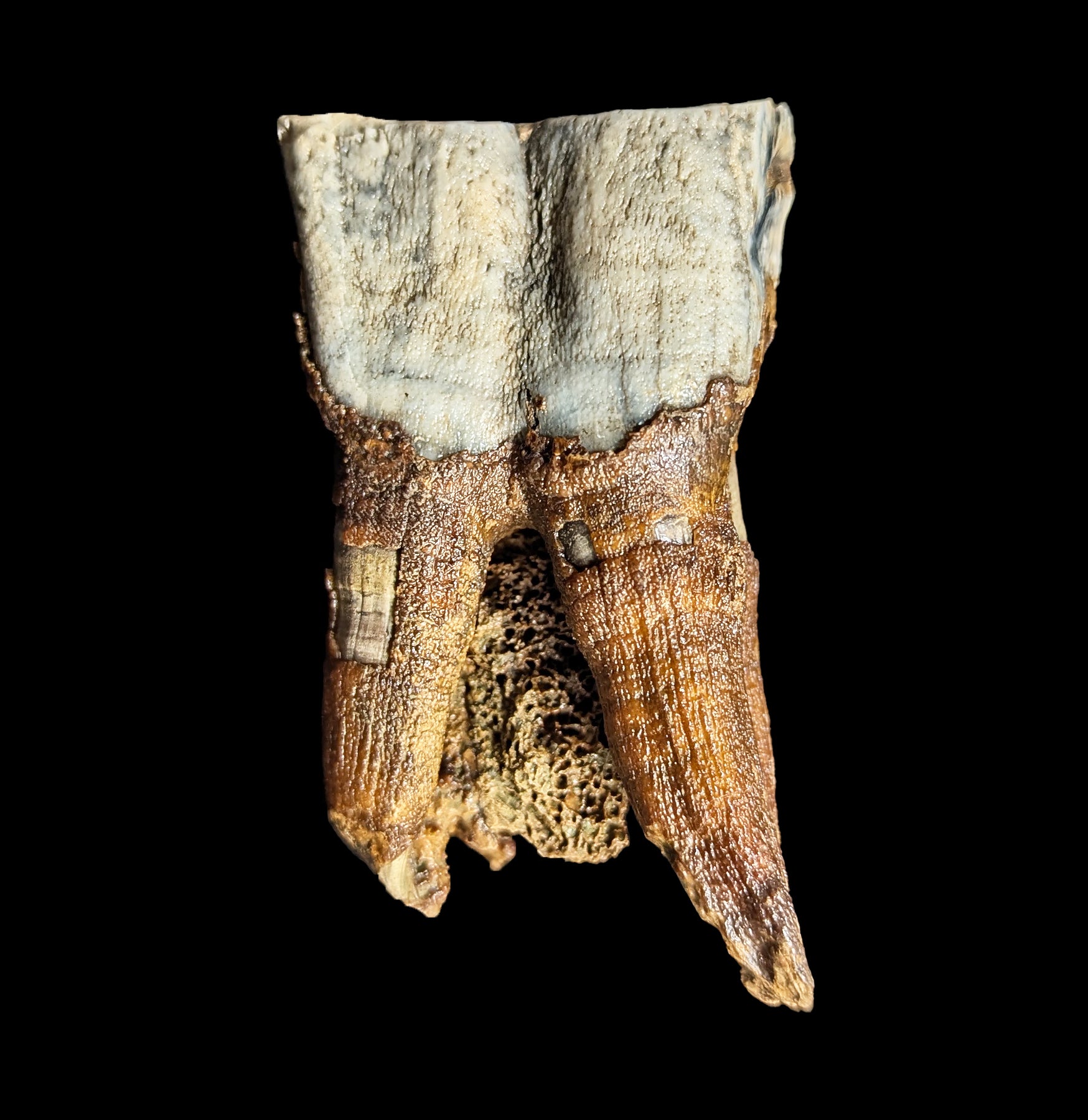 Authentic Fossilized Woolly Rhino Tooth Specimen - Genuine Ice Age Relic for Collectors, Paleontology Enthusiasts & Home Decor - Perfect for Display Cases, Educational Projects & Unique Gifts