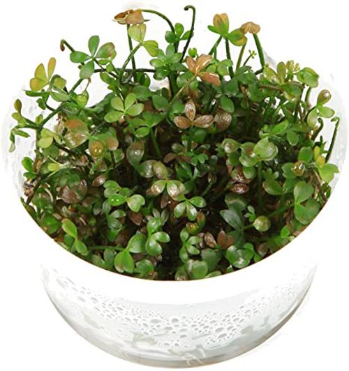 TCulture Marsilea Hirsuta Aquatic Plant (TC Cup) - Perfect for Aquascaping, Nano Tanks & Freshwater Aquariums