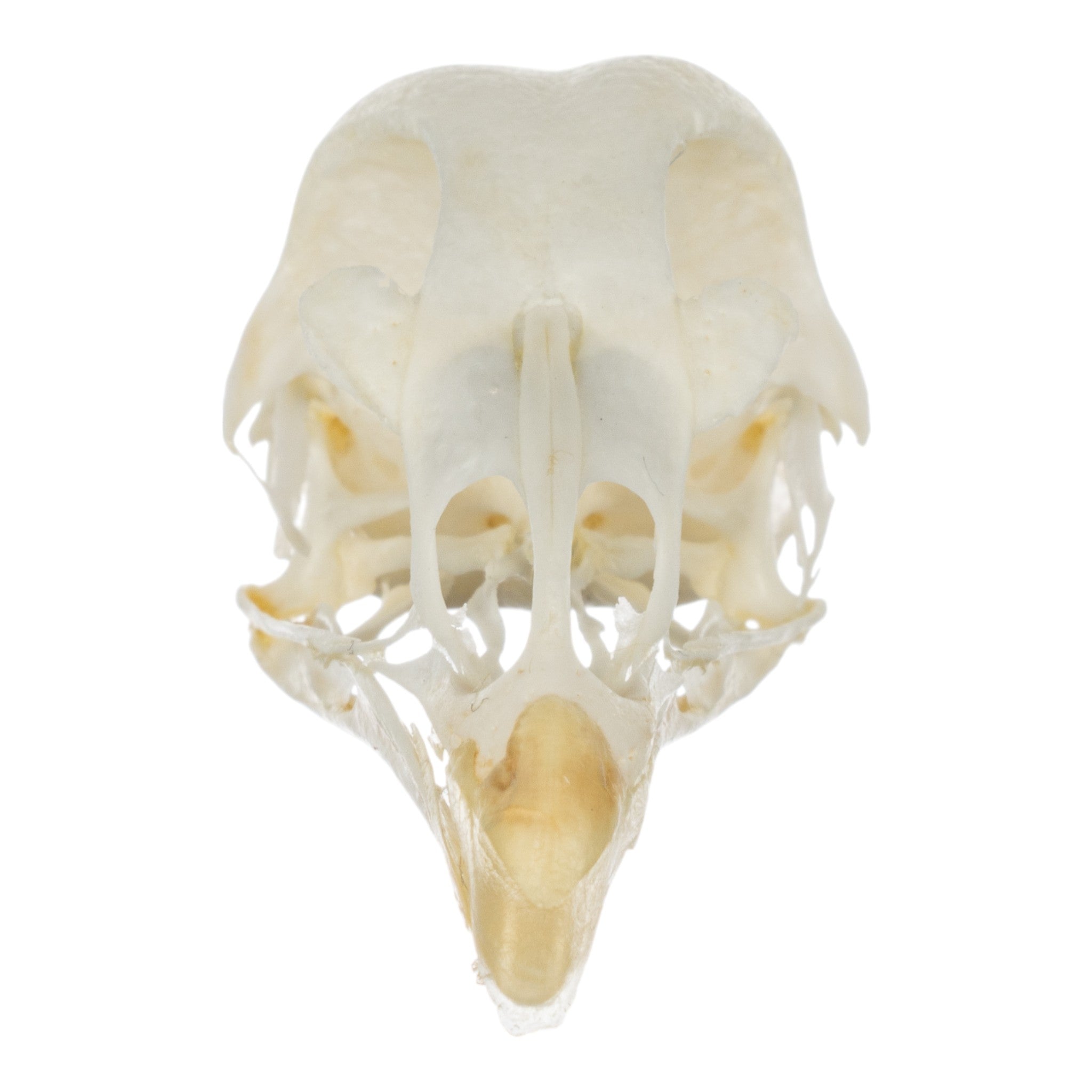 Real Pheasant Skeleton Disarticulated - Premium Quality Bird Bones for Science, Education & Taxidermy Use