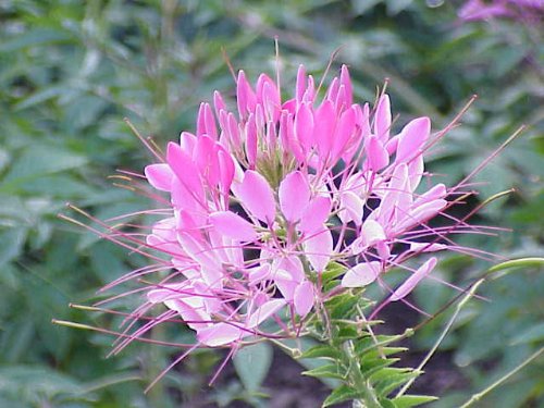 200 ROSE QUEEN CLEOME (Spider Flower) Seeds - Cleome Hasslerana Flower Seeds for Garden, Landscaping & Butterfly Attraction