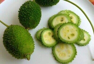 Organic 20 Kantola Seeds (Momordica Dioica) - Spiny Gourd, Spine Gourd, Balsam Pear, Kakrol - Non-GMO Heirloom Seeds from Sri Lankan Home Garden | Perfect for Home Gardening, Tropical Cuisine & Ayurvedic Recipes (3-4 Week Delivery)