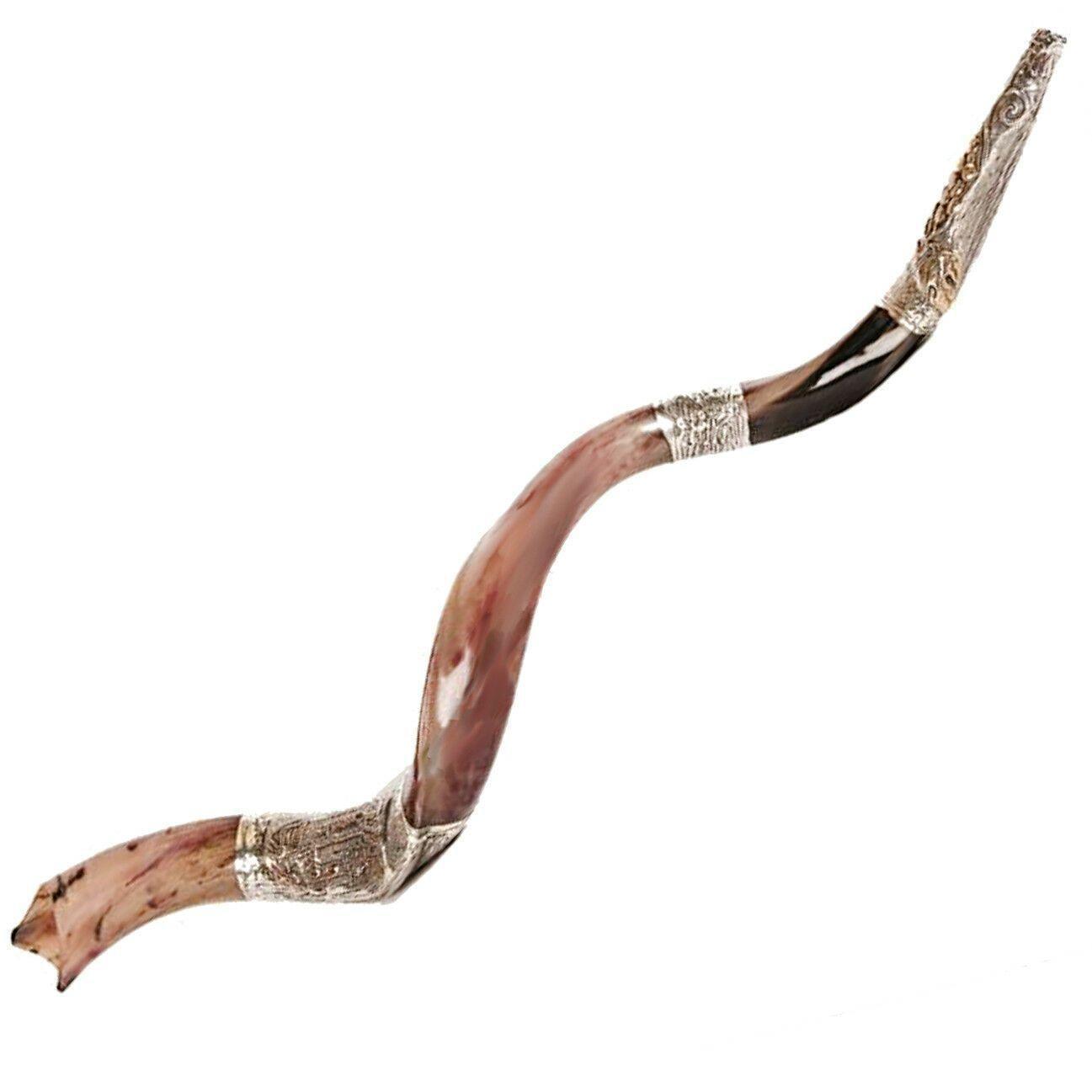 Natural Kosher Silver Plated Yemenite Shofar Kudu Horn 80-89cm - Authentic Jewish Ritual Instrument for Religious Ceremonies & Spiritual Gatherings