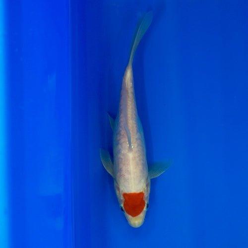Premium Hand-Selected Koi Fish for Sale - Live Japanese Koi Carp for Ponds & Water Gardens | Perfect for Outdoor Decor, Aquascaping & Relaxation