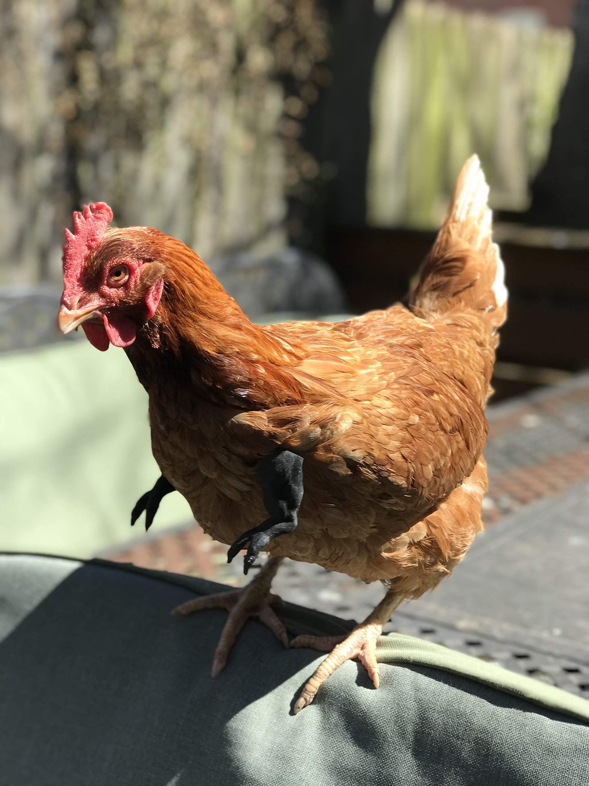 Original T-Rex Black Dinosaur Claws for Chickens - 3D Printed Funny Chicken Costume Accessories | Made in Texas USA | Novelty Photo Props for Viral Memes & Social Media | Perfect for Farm Pranks, Pet Costume Parties & TikTok Videos