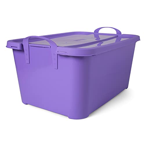 Solid Purple