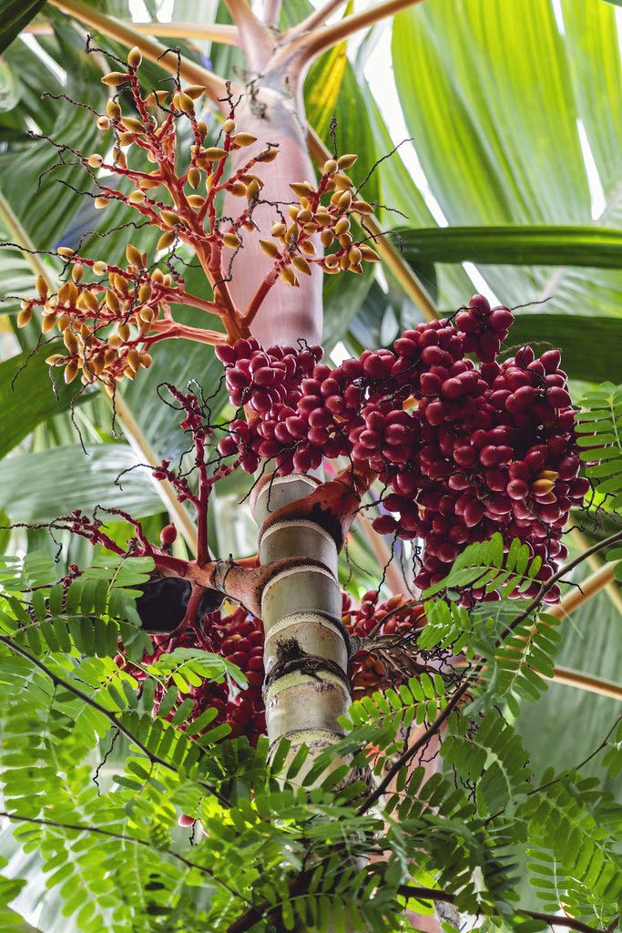 Orange Crownshaft Palm Tree (Areca Vestiaria) - 5 Live Plants in 4 Inch Pots - Rare Florida Ornamental Palms for Tropical Landscaping, Indoor Decor & Garden Centerpiece