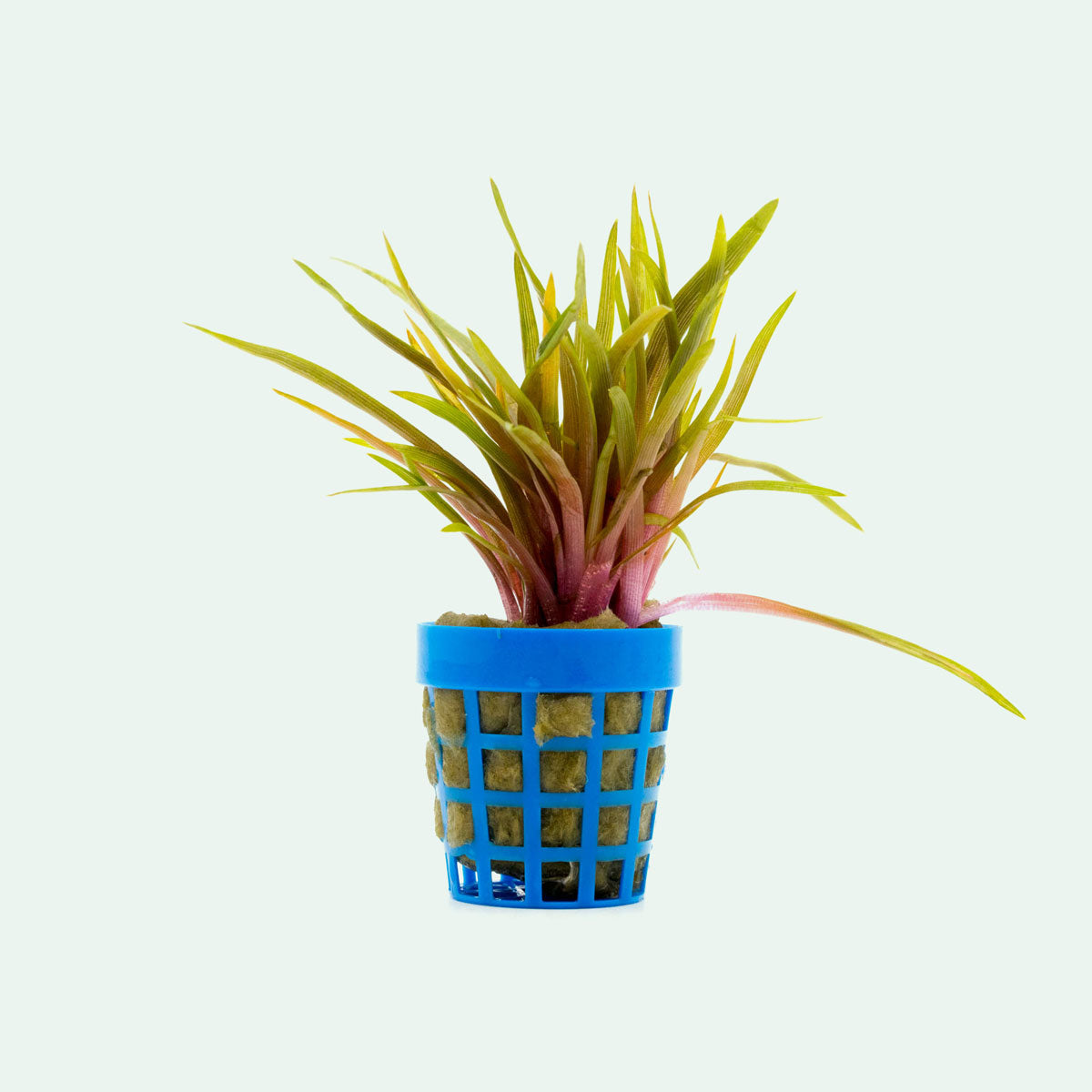 Eriocaulon Quinquangulare Red Aquatic Plant for Freshwater Aquariums – Perfect for Aquascaping and Fish Tank Decoration