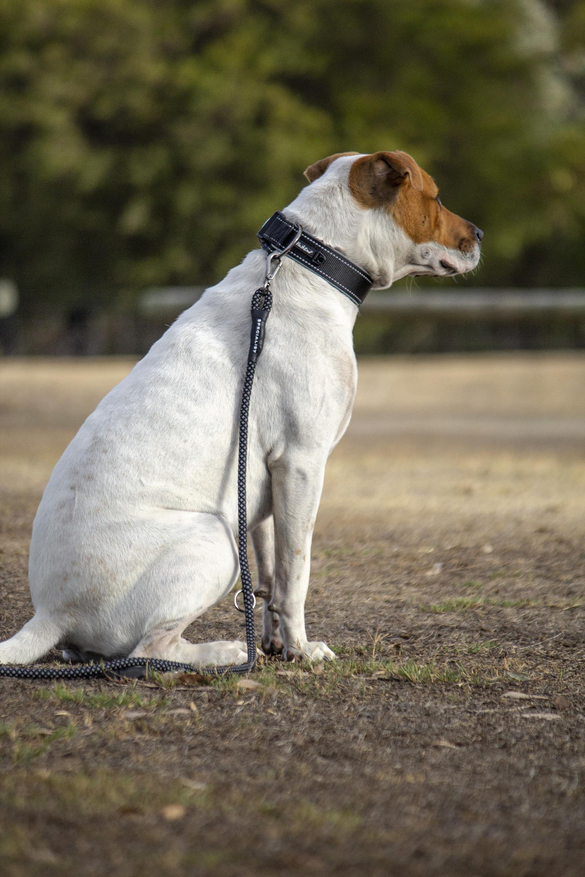 Huskimo X360 Reflective Dog Collar with 360° Visibility - Adjustable & Durable Pet Collar for Small Medium Large Dogs - Perfect for Night Walks, Hiking & Outdoor Adventures