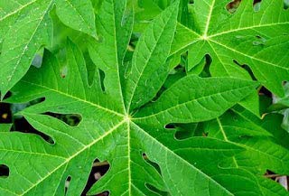Organic Papaya Leaf Powder 200g (2 x 100g Packs) - Herbal Fresh Carica Papaya Leaf Supplement for Digestive Health, Skin Care & Immunity Boost - Perfect for Smoothies, Teas & Natural Remedies