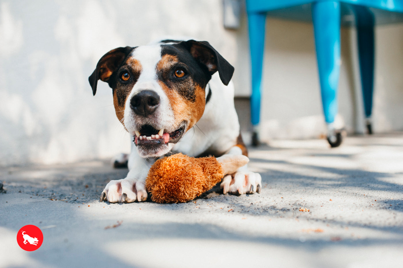 American Classic® El Pollo Frito Plush Dog Toy by Pet P.L.A.Y. - Soft & Durable Chew Toy for Small & Large Dogs - Perfect for Playtime, Training & Cuddling
