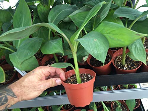 Sweetheart Banana Plant - Rare FHIA-03 Dwarf Banana Tree for Sale - Live Tropical Fruit Plant for Home Garden, Patio & Indoor Decor