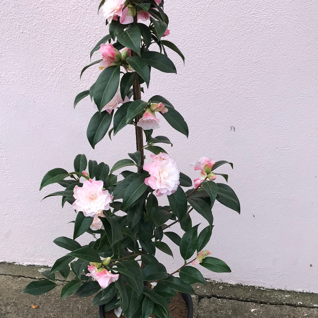 Camellia ‘Buttons n Bows’ - Beautiful Pink Flowering Shrub for Gardens, Landscaping & Outdoor Decor