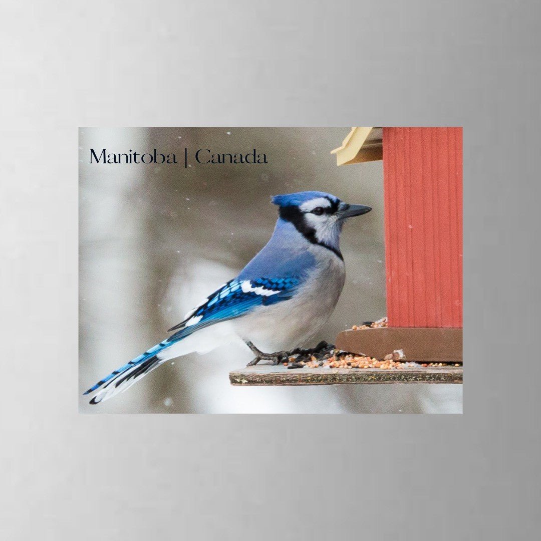 From My Angle Photography Magnets - Premium Photo Fridge Magnets for Home, Office & Gifts | Perfect for Refrigerators, Lockers & Scrapbooking