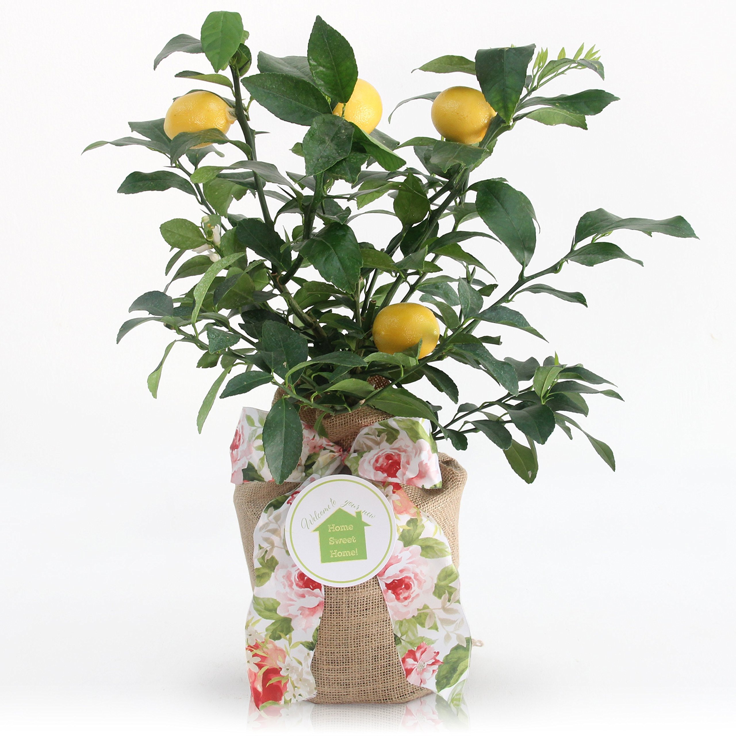 Meyer Lemon Dwarf Fruit Tree - Sweet Juicy Lemons, Indoor/Outdoor Potted Plant - Perfect for Home Gardens, Patios & Gifts (Excludes TX, LA, AZ, AL, CA)
