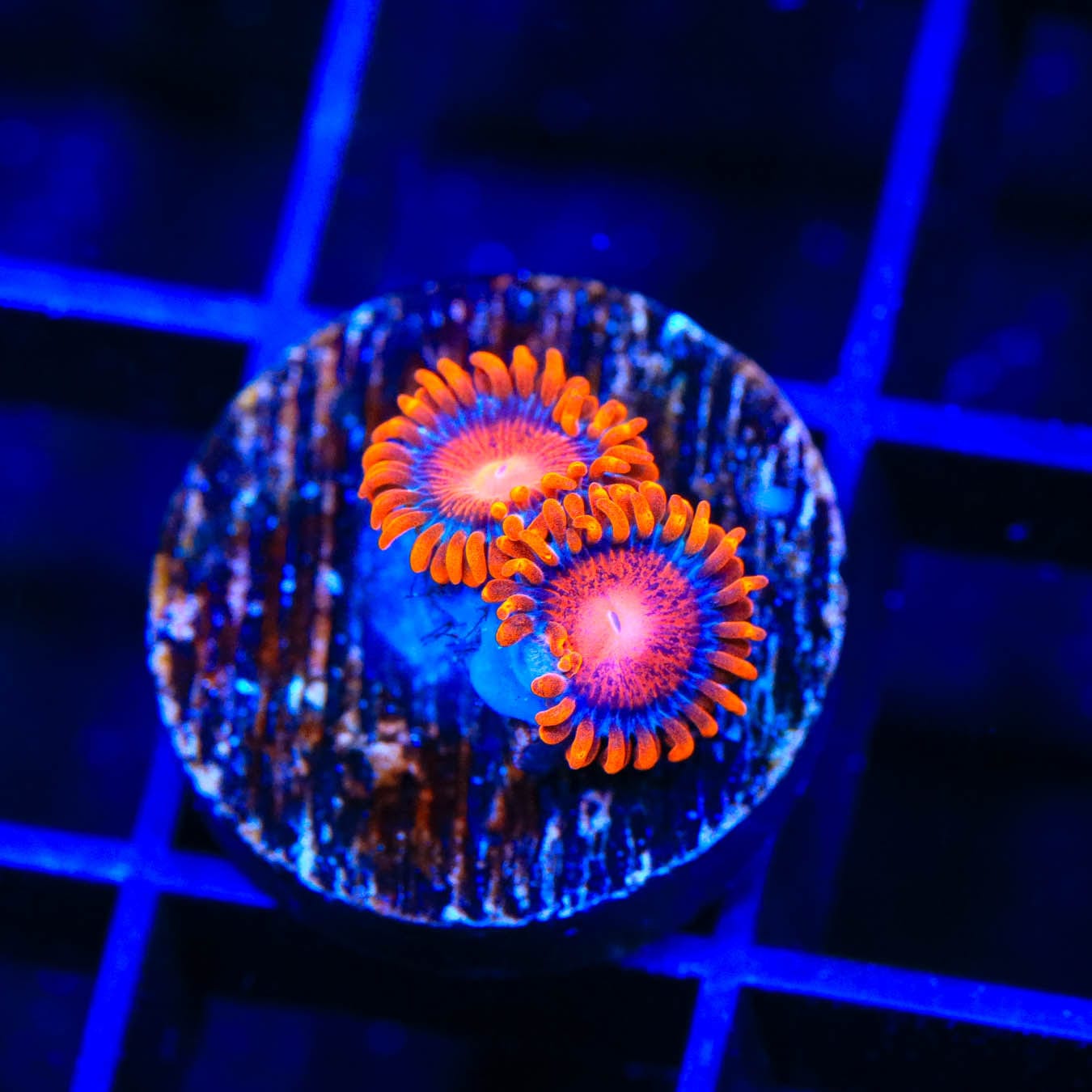 Bam Bam Zoanthids Coral - Vibrant Live Coral for Saltwater Aquariums | Perfect for Reef Tanks & Marine Displays