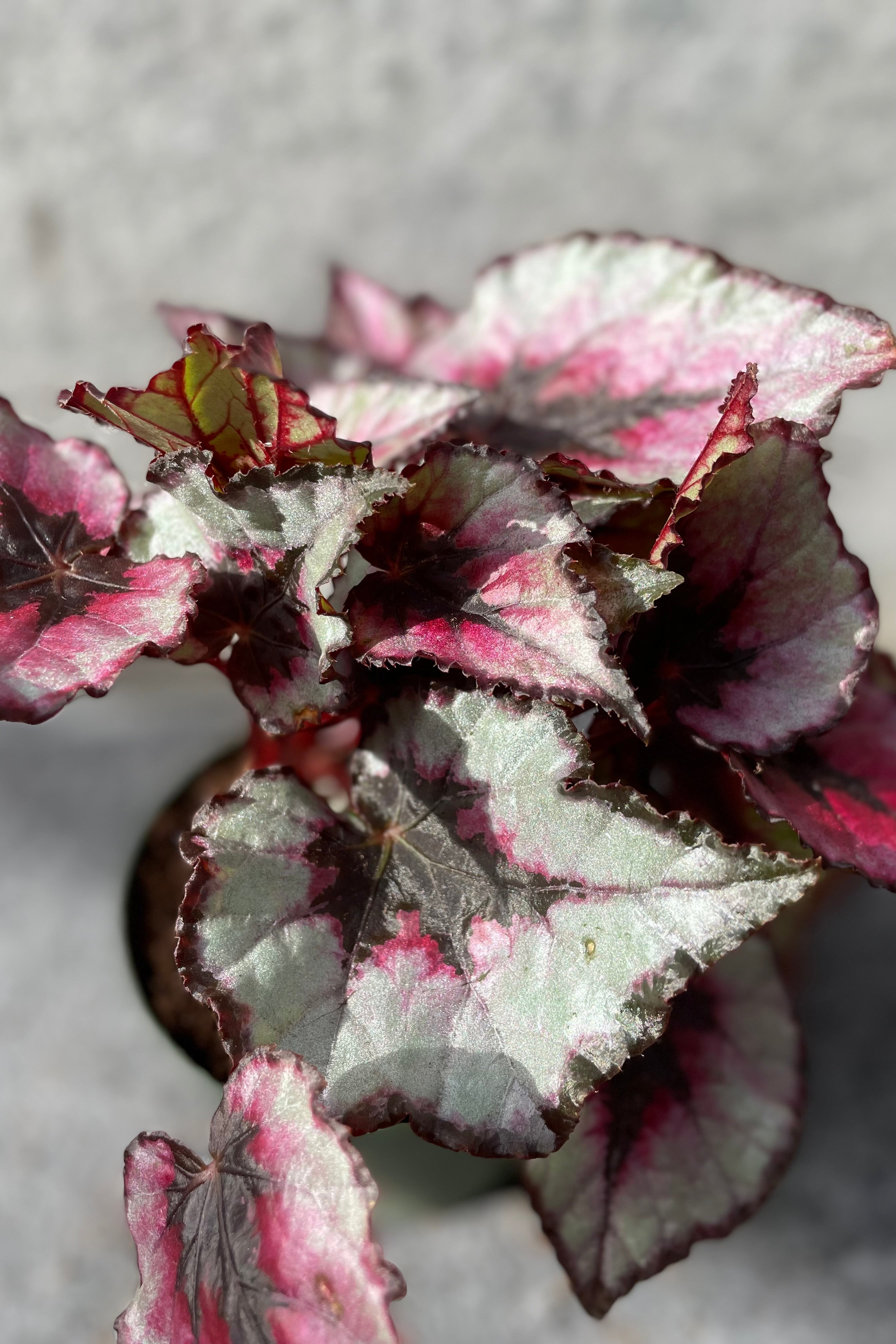 Rex Begonia Cultorum 4 - Stunning Foliage Houseplant for Home & Office Decor | Perfect for Indoor Gardens, Terrariums & Gift Giving