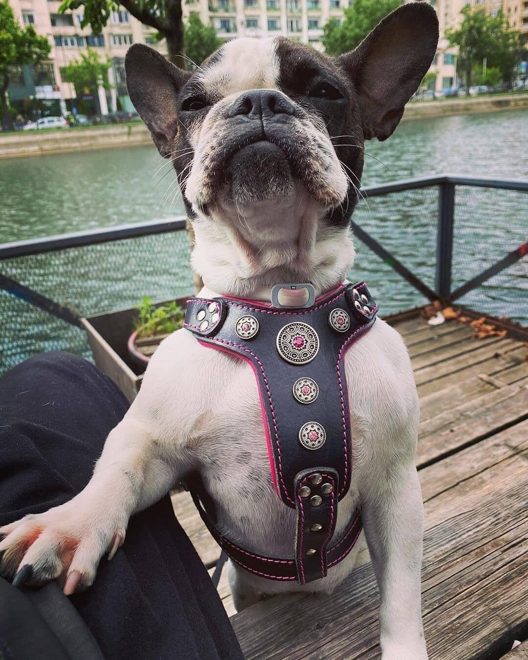 Bestia Bijou Genuine Leather Studded Dog Harness for Small to Medium Breeds - Stylish & Durable Pet Accessory for Walking, Training & Outdoor Adventures