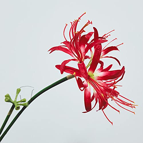 Red B