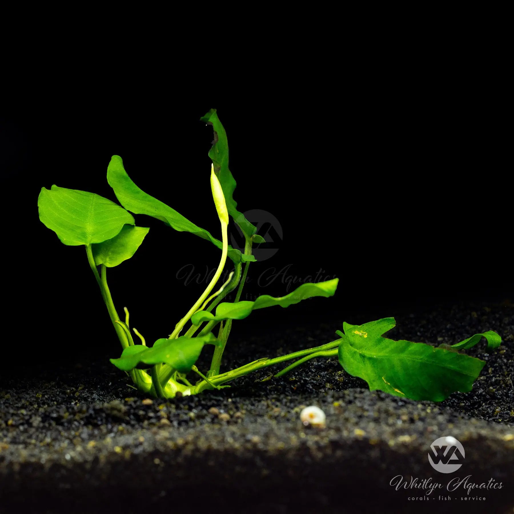 Anubias Barteri Butterfly - Live Aquarium Plant for Fish Tanks, Low Light & Easy Care - Perfect for Freshwater Aquascaping & Shrimp Tanks