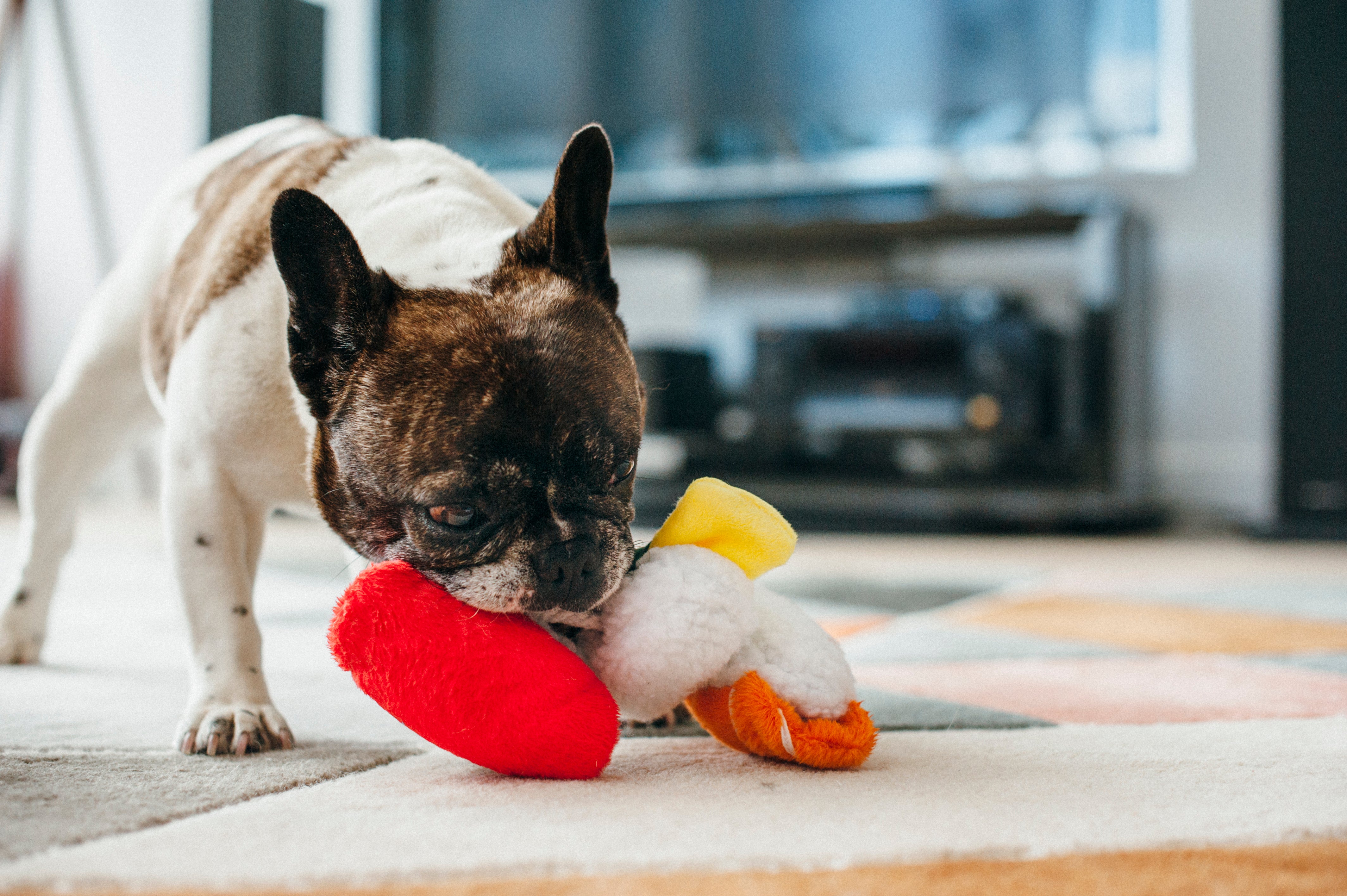 El Sushi Dog Plush Toy - International Classic™ Chew-Resistant Stuffed Animal for Dogs | Pet P.L.A.Y. | Perfect for Playtime, Cuddling & Training