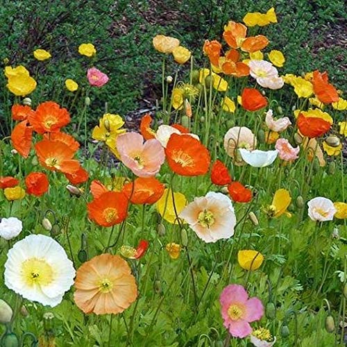 Iceland Poppy Seeds Mix - 3000 Heirloom Non-GMO Flower Seeds (Papaver nudicaule) by Isla's Garden - Perfect for Cottage Gardens, Borders & Cut Flower Arrangements