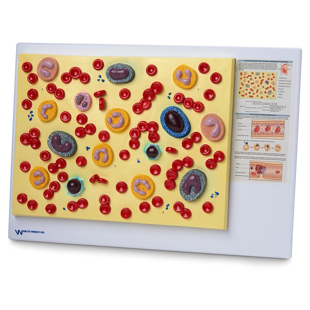 Human Blood Cells Enlarged 2000X - Microscopic View for Science Education & Medical Research - Perfect for Biology Classrooms, Lab Studies & Scientific Presentations