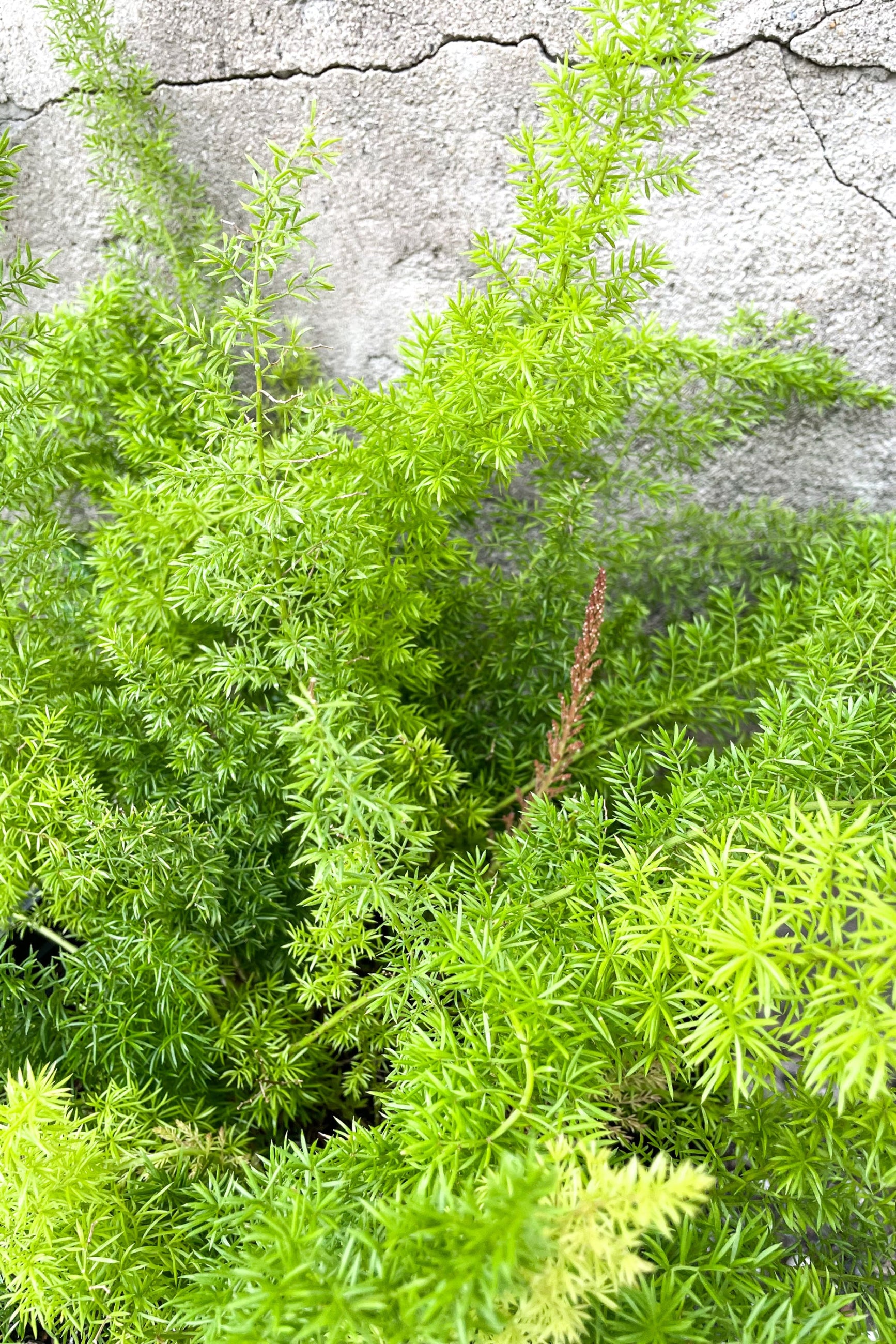Buy Asparagus densiflorus 'Myersii' - 10 Pack of Foxtail Fern Plants for Indoor & Outdoor Gardening - Perfect for Home Decor, Landscaping, and Office Spaces