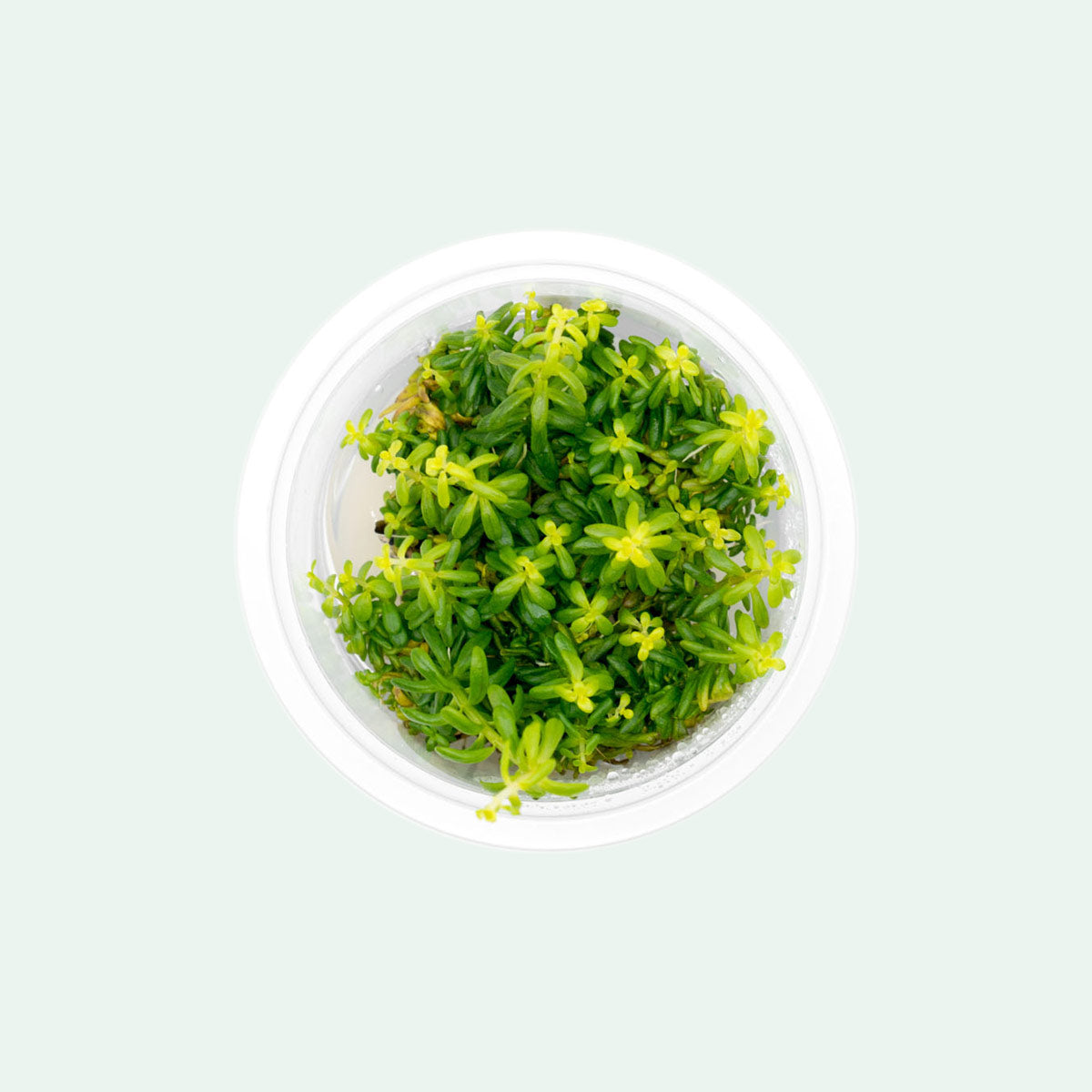 Rotala Rotundifolia Green - Live Aquarium Plant for Freshwater Fish Tanks | Perfect for Aquascaping, Nano Tanks & Low-Tech Setups