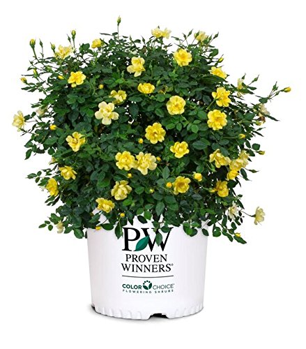 Proven Winners OSO EASY Lemon Zest Rose Bush - Yellow Blooming Shrub in #2 Size Container - Perfect for Garden Borders, Landscaping & Patio Decor
