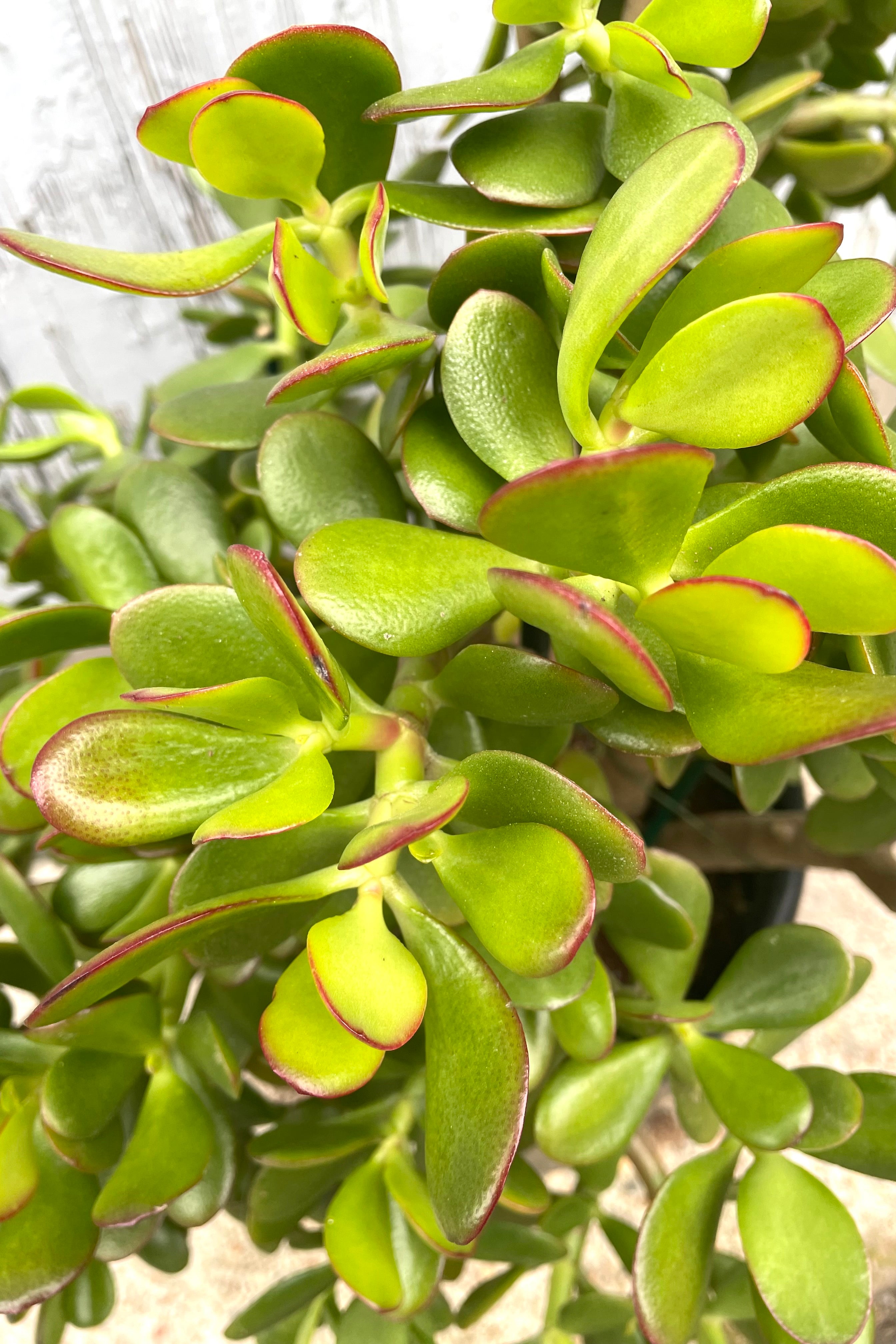Crassula Ovata (Jade Plant) #5 Stump - Perfect for Indoor Home Decor, Office Plants, and Feng Shui Gifts