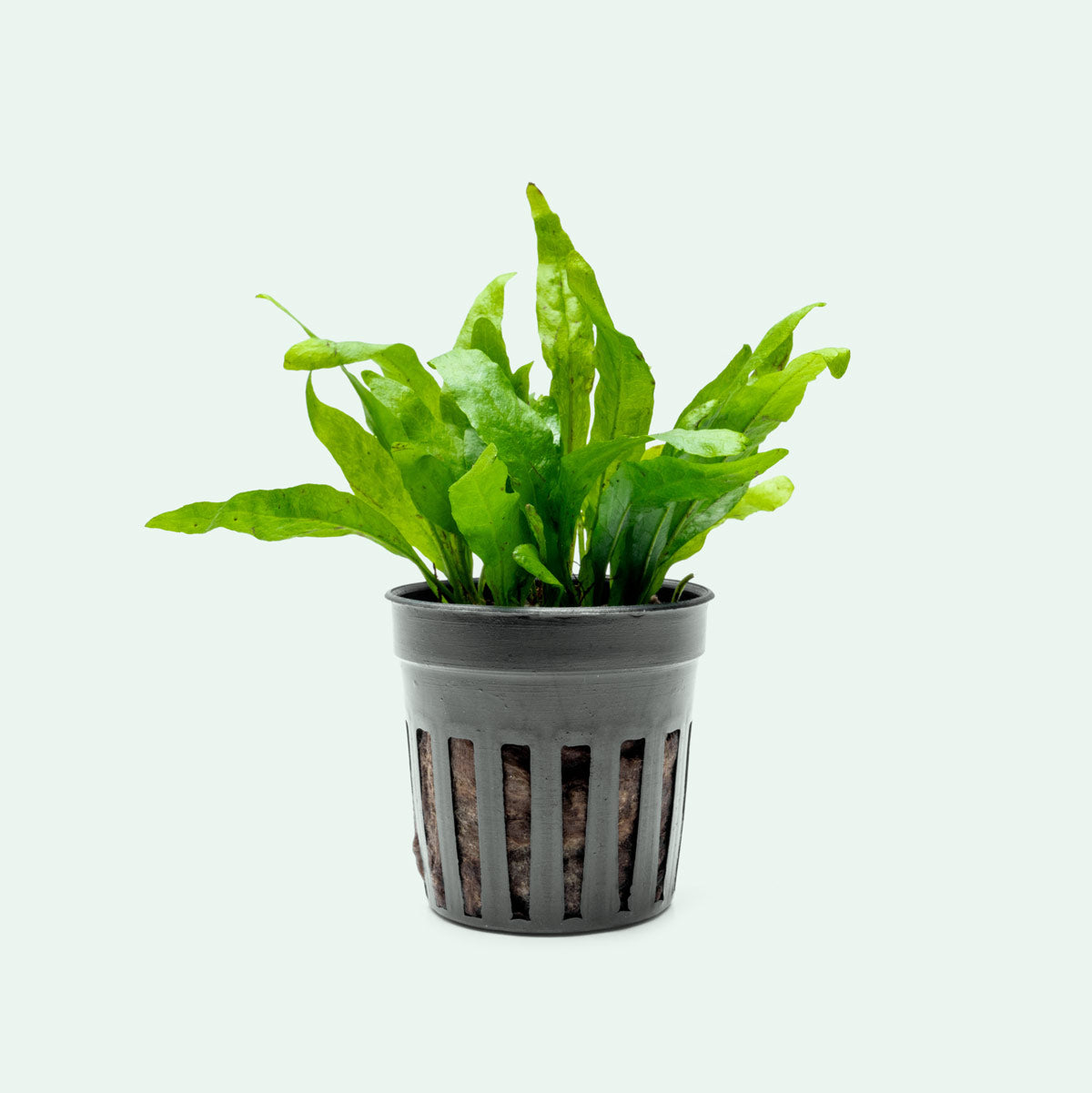 Microsorum Pteropus Narrow Leaf Mini - Live Aquatic Plant for Freshwater Aquariums | Perfect for Nano Tanks, Aquascaping & Low-Light Environments