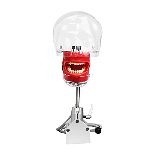 Dental Teaching Head Model - Plastic Educational Teeth Manikin for Dental Students & Professionals | Perfect for Classroom, Lab & Clinical Training