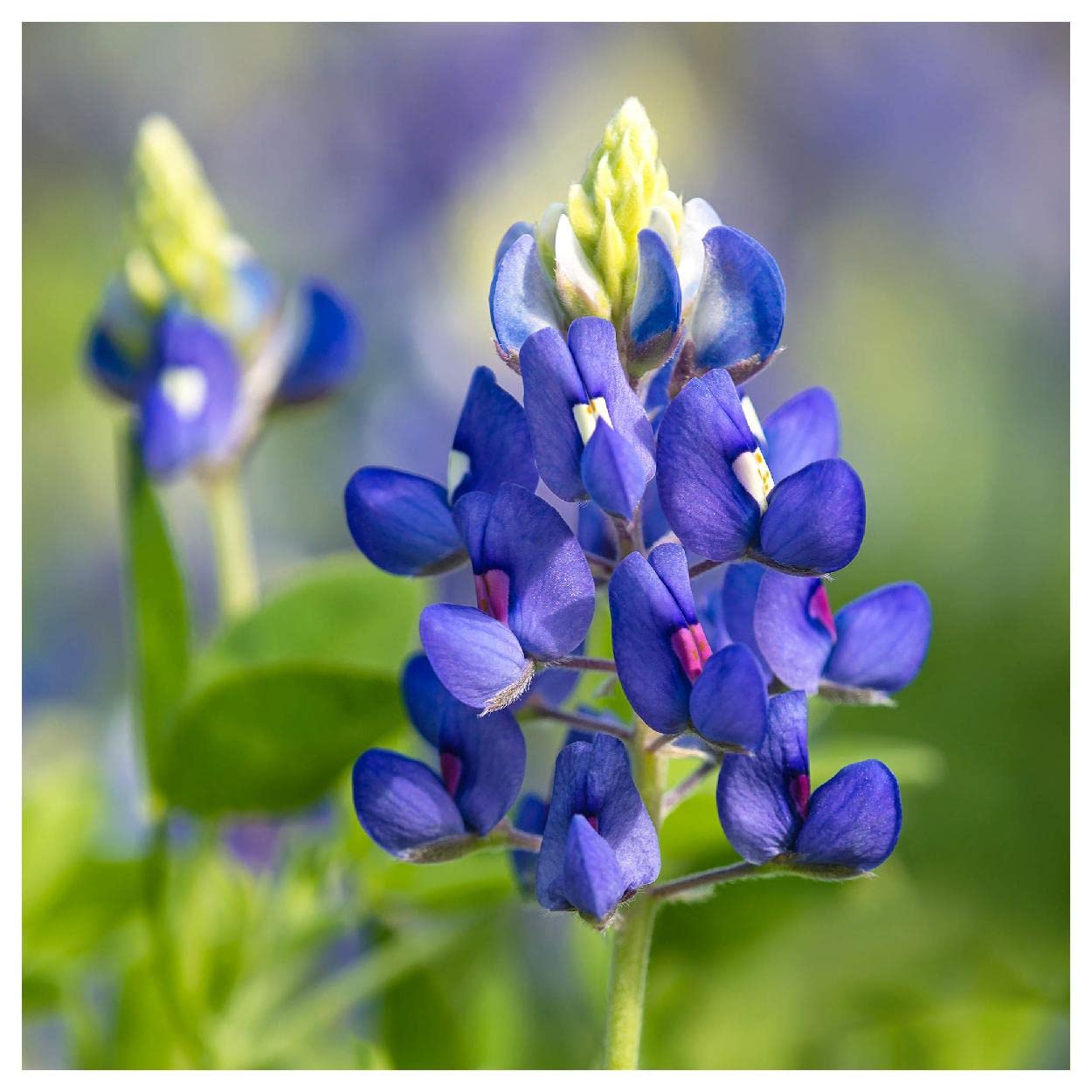 Everwilde Farms - 50 Texas Bluebonnet Native Wildflower Seeds - Gold Vault Jumbo Seed Packet for Garden, Landscaping & Pollinator-Friendly Planting