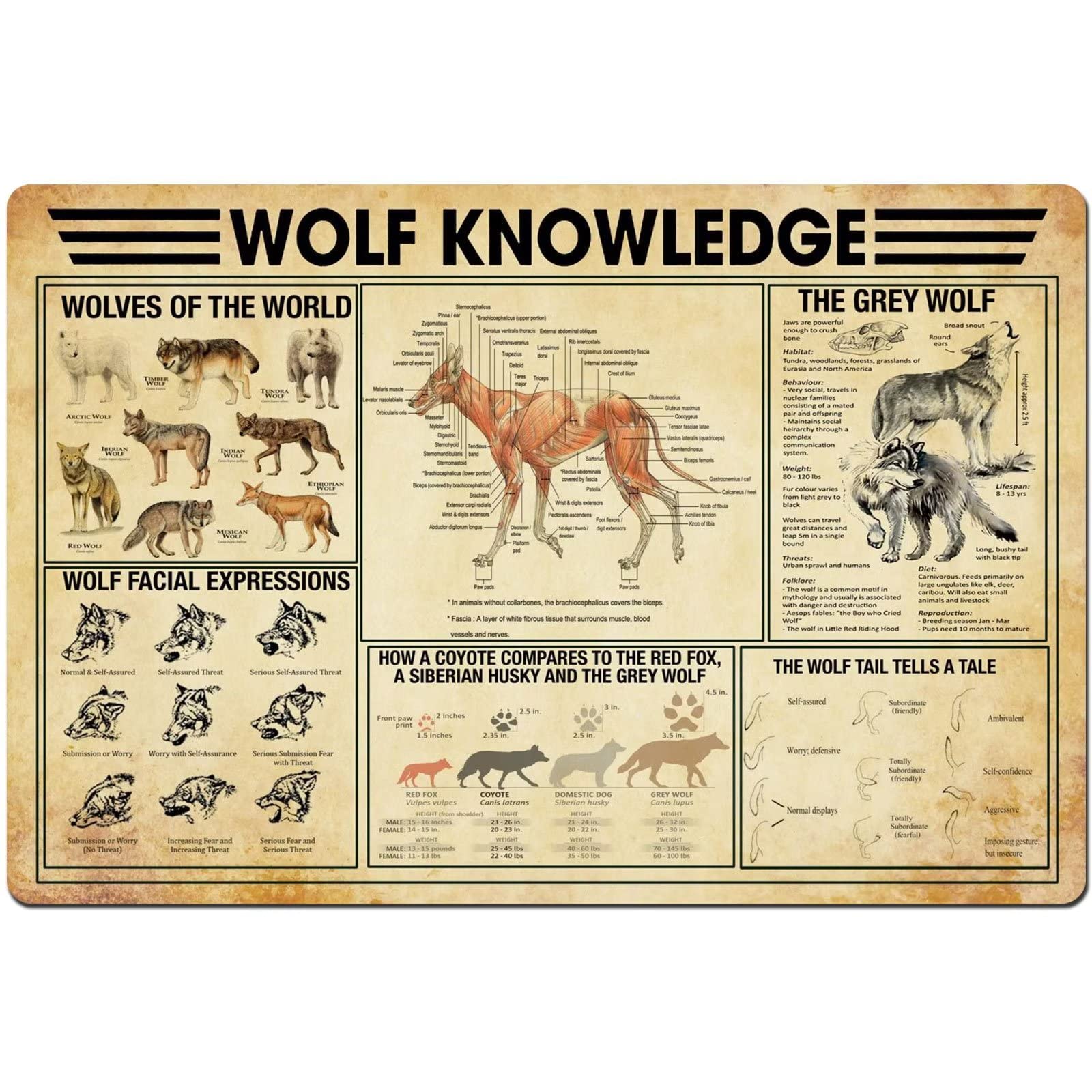 Wolf Canvas Wall Art - Frameless Wolf Knowledge Print, Vintage Wolf Painting for Home & Office Decor (16x24 Inch) | Perfect for Living Room, Bedroom or Cabin Wall Decoration