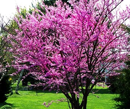 Judas Tree Bonsai Seeds (Cercis Siliquastrum) - 15 European Redbud Flowering Seeds for Planting, Beautiful Pink Sakura-Like Blooms - Perfect for Home Gardens, Bonsai Cultivation, and Romantic Landscaping