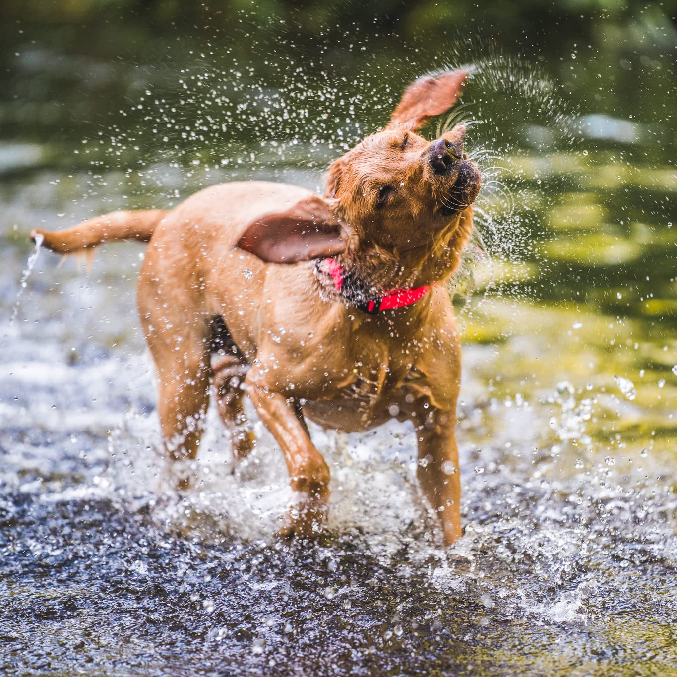 Pink Small Dry Dog Collar - Waterproof & Comfortable Pet Collar for Small Dogs - Perfect for Bathing, Swimming & Outdoor Adventures