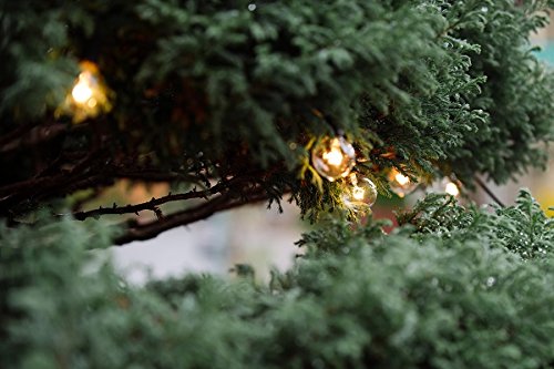 Radiance Clear String Globe Lights - 25 ft Outdoor/Indoor LED Fairy Lights with Black Wire & G40 Bulbs - Perfect for Patio, Garden, Wedding, Party & Home Decor