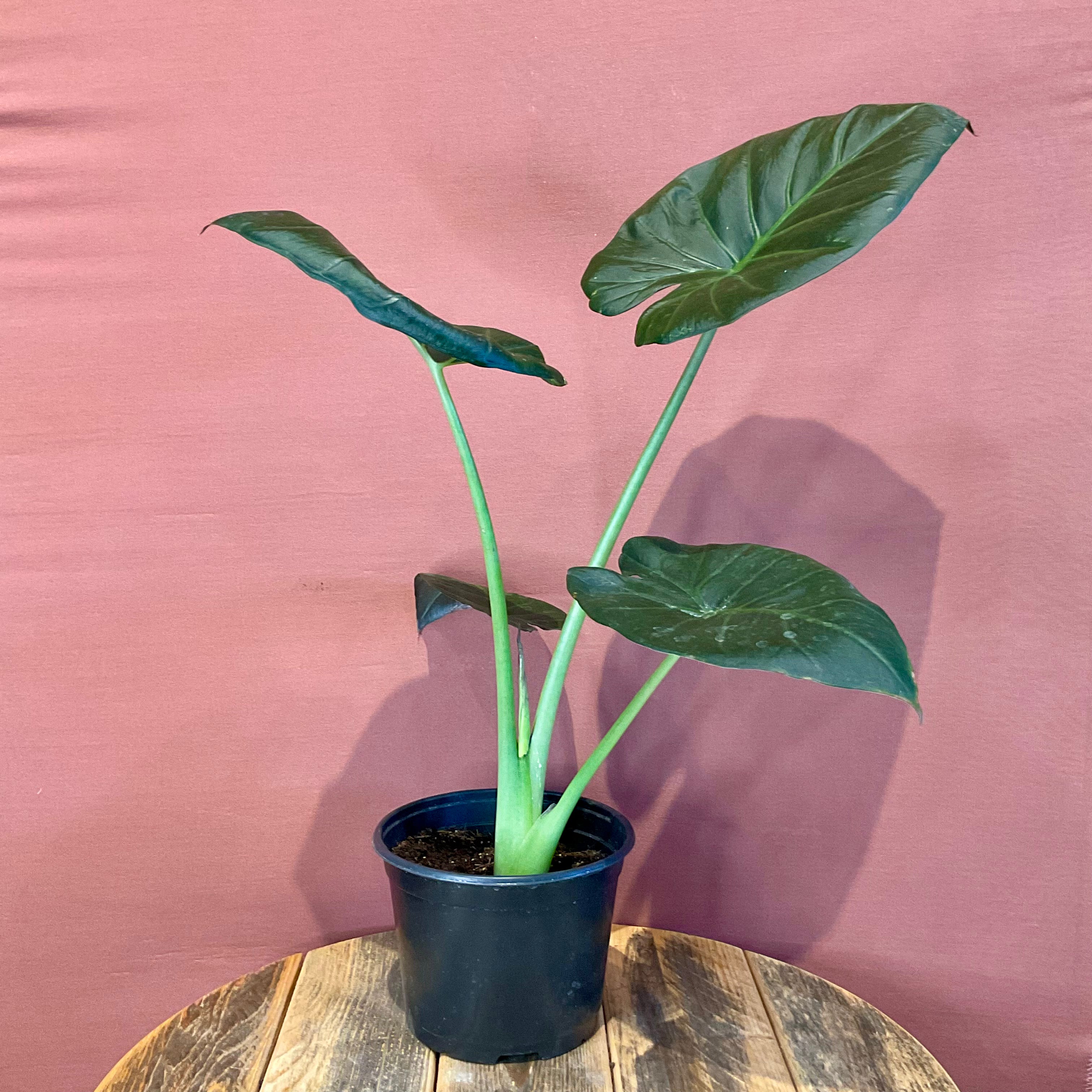 Alocasia Wentii Medium - Rare Tropical House Plant for Home & Office Decor - Perfect for Indoor Gardens and Plant Lovers
