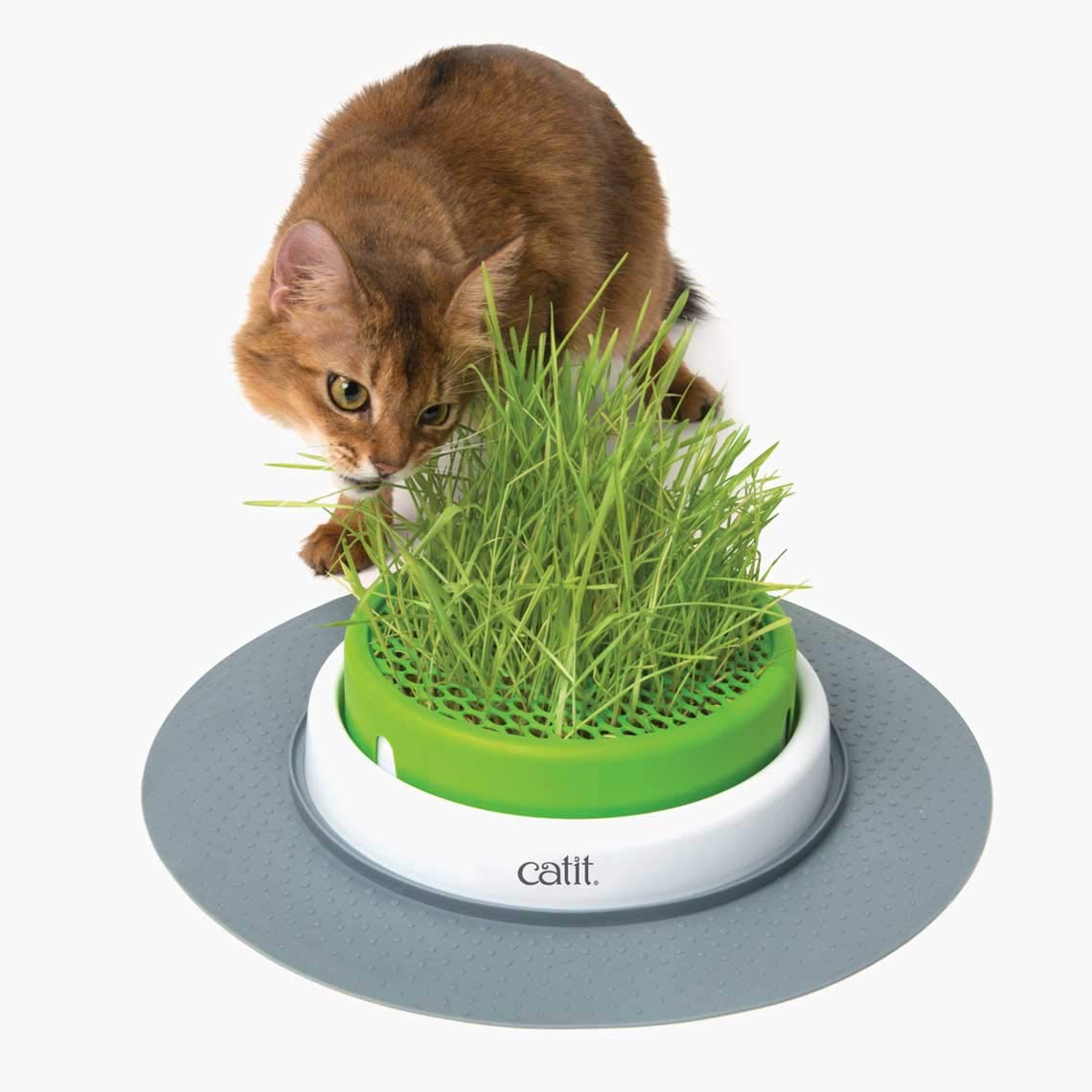 Organic Cat Grass Seeds Kit for Indoor Cats - Grow Safe & Healthy Catnip Grass (Set of 3) - Perfect for Cat Enrichment, Digestion Aid & Natural Playtime Stimulation