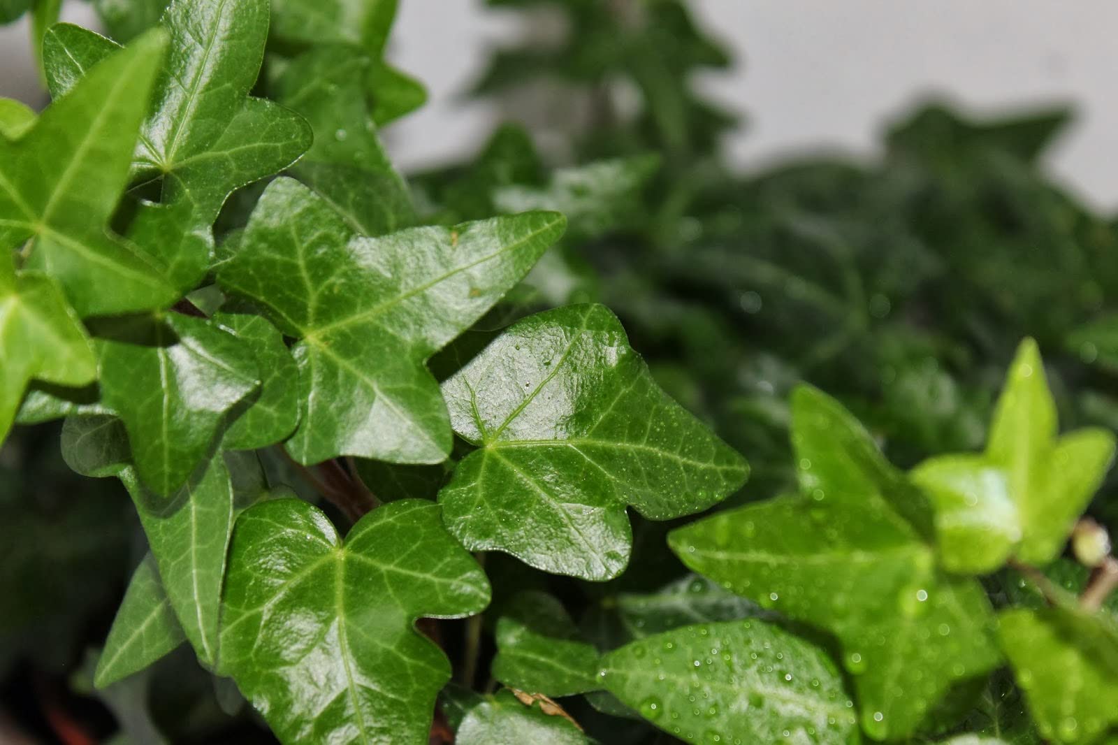 English Ivy Plant - 3 Live Hedera Helix in 4