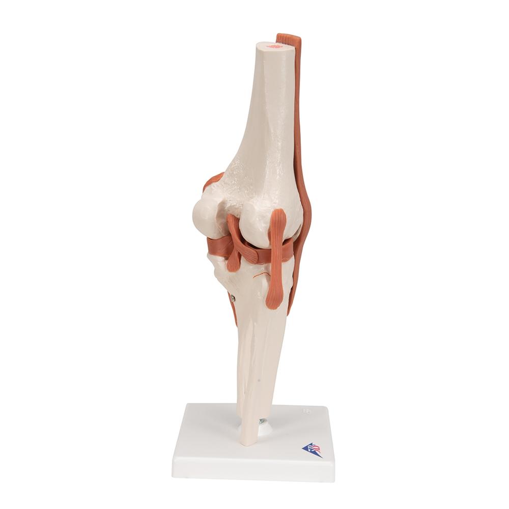 Functional Knee Joint Model - Anatomical Medical Teaching Aid for Students & Professionals | Ideal for Classroom, Lab & Home Study