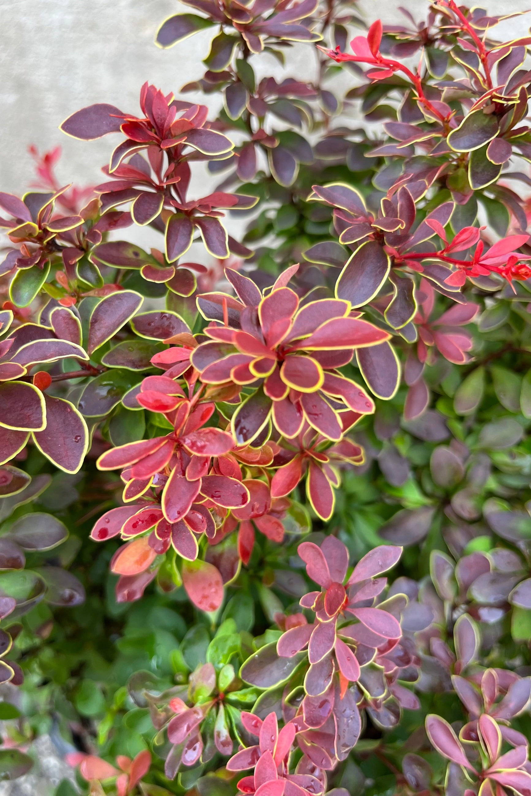 Berberis thunbergii 'Admiration' Japanese Barberry #2 Container - Perfect for Landscaping, Garden Borders & Drought-Tolerant Gardens
